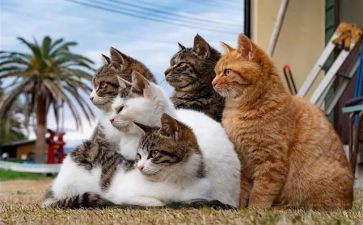 初一《猫》的读后感8篇