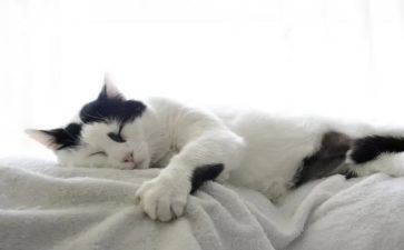 《猫》读后感100字参考8篇