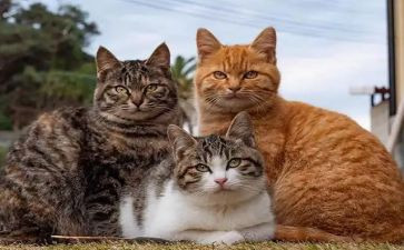 鲁迅狗,猫,鼠心得体会5篇