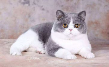 读老鼠和猫的读后感5篇