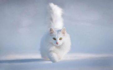 研究猫的心得体会精选6篇