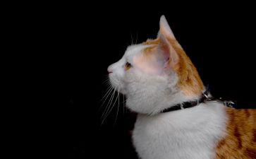 《猫》读后感100字5篇