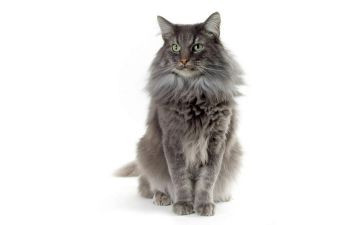 百万次的猫读后感优质6篇