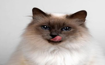 龙猫的观后感参考6篇
