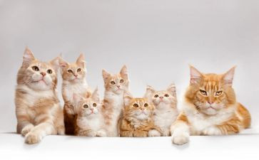 听《猫》后的心得体会最新8篇