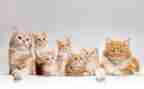 猫读后感作文300字优秀7篇