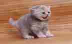 幼儿园小班找小猫教案7篇