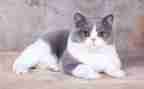 《猫》读后感500字精选5篇