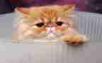 猫读后感作文400字参考8篇