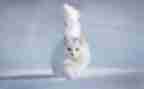 狗,猫,鼠心得体会模板7篇