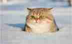 关于猫的读后感作文模板5篇