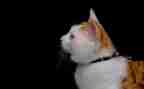 《猫》读后感100字5篇