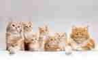 听《猫》后的心得体会最新8篇