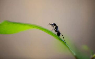 变大的蚂蚁的作文8篇