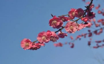 张桂梅老师先进事迹心得7篇