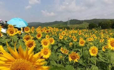 美术教学论的心得体会5篇