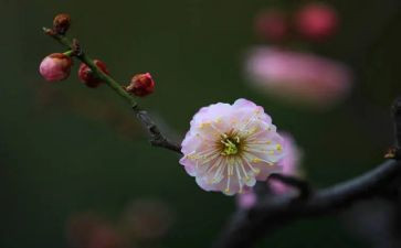 读了梅花魂的读后感通用6篇