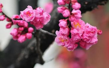 走梅花桩教案7篇