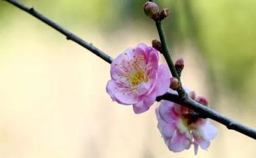 踩梅花桩教案7篇