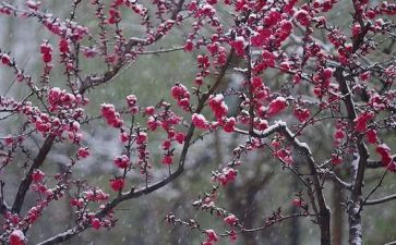 小梅花观后感7篇