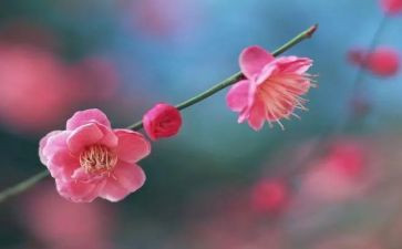 梅花魂的教案6篇