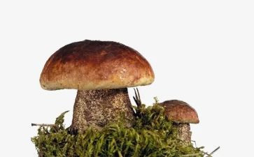 小班体育采蘑菇教案推荐8篇