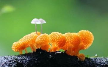 数学大蘑菇小蘑菇教案6篇