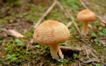 小班体育采蘑菇教案7篇