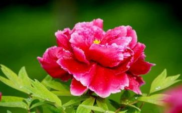 牡丹节观后感7篇