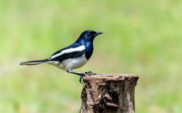 鸟的绘本教案优秀8篇