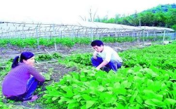 农技人述职报告7篇