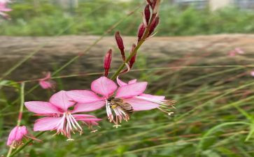 关于亲近自然的作文6篇