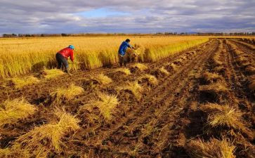 收获的感受作文7篇