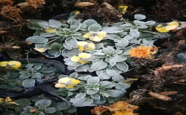 霜的工作的读后感优质5篇