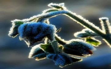 霜的工作的读后感优秀7篇