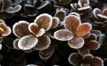 霜的工作的读后感最新7篇