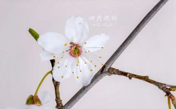 四月作文6篇