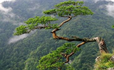 《松鼠》的读后感5篇