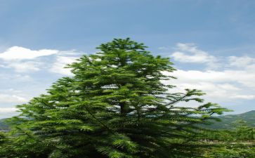 松鼠与松鼠教案8篇