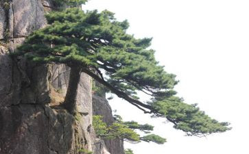 松鼠与松鼠教案精选8篇