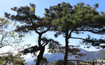 小松鼠找花生果教案6篇