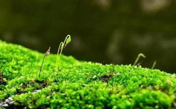 苔的读后感600字6篇