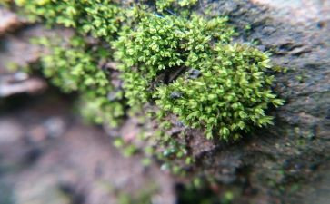 苔古诗读后感通用7篇