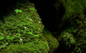 苔读后感1000字推荐7篇