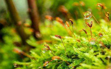 苔读后感1000字5篇