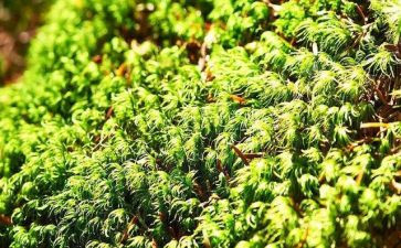 苔丝的读后感5篇