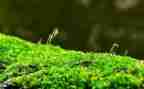 苔的读后感600字6篇