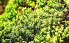 苔读后感1000字最新8篇