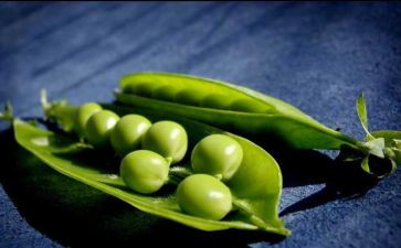 小豌豆的读后感6篇