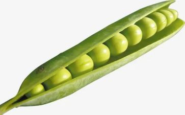 豌豆里的公主读后感7篇